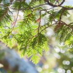 Hanging Sachet - Cedarwood Blend